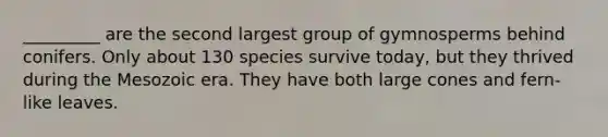 _________ are the second largest group of gymnosperms behind conifers. Only about 130 species survive today, but they thrived during the Mesozoic era. They have both large cones and fern-like leaves.