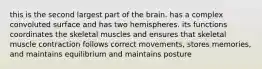 this is the second largest part of the brain. has a complex convoluted surface and has two hemispheres. its functions coordinates the skeletal muscles and ensures that skeletal muscle contraction follows correct movements, stores memories, and maintains equilibrium and maintains posture