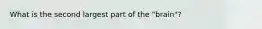 What is the second largest part of the "brain"?