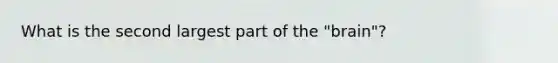 What is the second largest part of the "brain"?