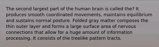 The second largest part of the human brain is called the? It produces smooth coordinated movements, maintains equilibrium and sustains normal posture. Folded gray matter composes the thin outer layer and forms a large surface area of nervous connections that allow for a huge amount of information processing. It consists of the treelike pattern tracts.