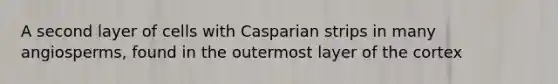 A second layer of cells with Casparian strips in many angiosperms, found in the outermost layer of the cortex