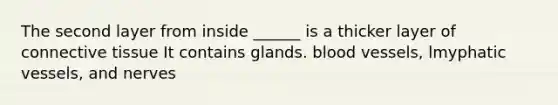 The second layer from inside ______ is a thicker layer of connective tissue It contains glands. blood vessels, lmyphatic vessels, and nerves