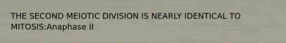 THE SECOND MEIOTIC DIVISION IS NEARLY IDENTICAL TO MITOSIS:Anaphase II