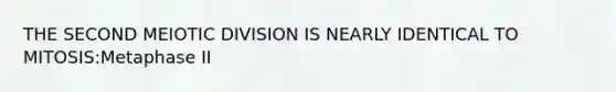 THE SECOND MEIOTIC DIVISION IS NEARLY IDENTICAL TO MITOSIS:Metaphase II
