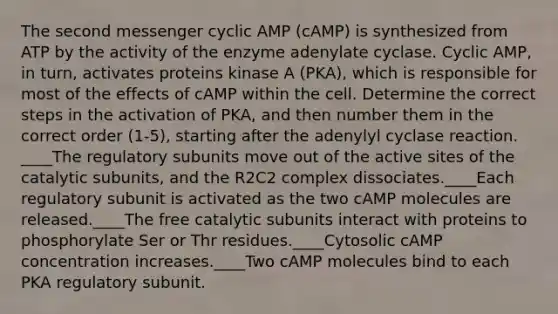 The second messenger cyclic AMP (cAMP) is synthesized from ATP by the activity of the enzyme adenylate cyclase. Cyclic AMP, in turn, activates proteins kinase A (PKA), which is responsible for most of the effects of cAMP within the cell. Determine the correct steps in the activation of PKA, and then number them in the correct order (1-5), starting after the adenylyl cyclase reaction. ____The regulatory subunits move out of the active sites of the catalytic subunits, and the R2C2 complex dissociates.____Each regulatory subunit is activated as the two cAMP molecules are released.____The free catalytic subunits interact with proteins to phosphorylate Ser or Thr residues.____Cytosolic cAMP concentration increases.____Two cAMP molecules bind to each PKA regulatory subunit.