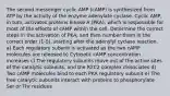 The second messenger cyclic AMP (cAMP) is synthesized from ATP by the activity of the enzyme adenylate cyclase. Cyclic AMP, in turn, activates proteins kinase A (PKA), which is responsible for most of the effects of cAMP within the cell. Determine the correct steps in the activation of PKA, and then number them in the correct order (1-5), starting after the adenylyl cyclase reaction. a) Each regulatory subunit is activated as the two cAMP molecules are released b) Cytosolic cAMP concentration increases c) The regulatory subunits move out of the active sites of the catalytic subunits, and the R2C2 complex dissociates d) Two cAMP molecules bind to each PKA regulatory subunit e) The free catalytic subunits interact with proteins to phosphorylate Ser or Thr residues