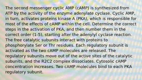 The second messenger cyclic AMP (cAMP) is synthesized from ATP by the activity of the enzyme adenylate cyclase. Cyclic AMP, in turn, activates proteins kinase A (PKA), which is responsible for most of the effects of cAMP within the cell. Determine the correct steps in the activation of PKA, and then number them in the correct order (1-5), starting after the adenylyl cyclase reaction. The free catalytic subunits interact with proteins to phosphorylate Ser or Thr residues. Each regulatory subunit is activated as the two cAMP molecules are released. The regulatory subunits move out of the active sites of the catalytic subunits, and the R2C2 complex dissociates. Cytosolic cAMP concentration increases. Two cAMP molecules bind to each PKA regulatory subunit.