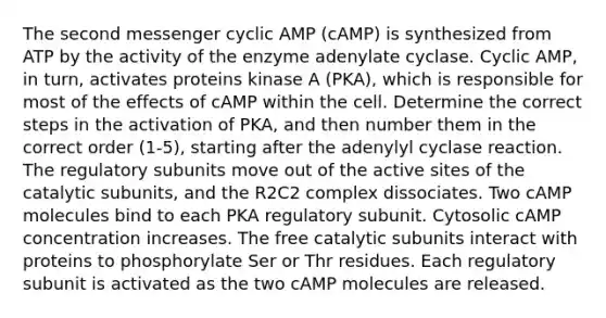 The second messenger cyclic AMP (cAMP) is synthesized from ATP by the activity of the enzyme adenylate cyclase. Cyclic AMP, in turn, activates proteins kinase A (PKA), which is responsible for most of the effects of cAMP within the cell. Determine the correct steps in the activation of PKA, and then number them in the correct order (1-5), starting after the adenylyl cyclase reaction. The regulatory subunits move out of the active sites of the catalytic subunits, and the R2C2 complex dissociates. Two cAMP molecules bind to each PKA regulatory subunit. Cytosolic cAMP concentration increases. The free catalytic subunits interact with proteins to phosphorylate Ser or Thr residues. Each regulatory subunit is activated as the two cAMP molecules are released.