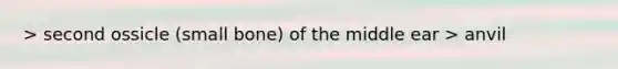 > second ossicle (small bone) of the middle ear > anvil