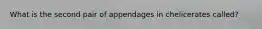 What is the second pair of appendages in chelicerates called?