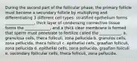 During the second part of the follicular phase, the primary follicle must become a secondary follicle by multiplying and differentiating 3 different cell types: stratified epithelium forms _______________, thick layer of condensing connective tissue forms the _____________, and a thick clear membrane is formed that sperm must penetrate to fertilize called the ___________. a. granulosa cells, theca folliculi, zona pellucida b. granulos cells, zona pellucida, theca folliculi c. epithelial cells, graafian folliculi, zona pellucida d. epithelial cells, zona pellucida, graafian foliculi e. secondary follicular cells, theca folliculi, zona pellucida.