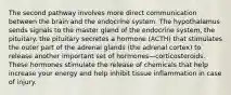 The second pathway involves more direct communication between the brain and the endocrine system. The hypothalamus sends signals to the master gland of the endocrine system, the pituitary. the pituitary secretes a hormone (ACTH) that stimulates the outer part of the adrenal glands (the adrenal cortex) to release another important set of hormones—corticosteroids. These hormones stimulate the release of chemicals that help increase your energy and help inhibit tissue inflammation in case of injury.