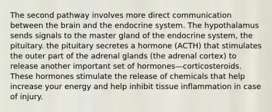 The second pathway involves more direct communication between the brain and the endocrine system. The hypothalamus sends signals to the master gland of the endocrine system, the pituitary. the pituitary secretes a hormone (ACTH) that stimulates the outer part of the adrenal glands (the adrenal cortex) to release another important set of hormones—corticosteroids. These hormones stimulate the release of chemicals that help increase your energy and help inhibit tissue inflammation in case of injury.