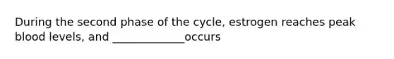 During the second phase of the cycle, estrogen reaches peak blood levels, and _____________occurs