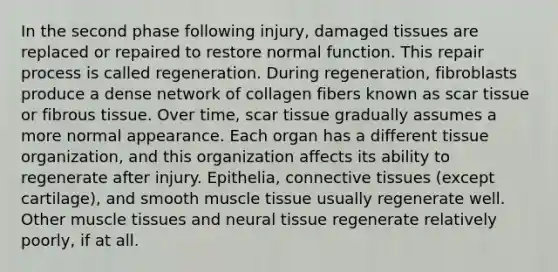 In the second phase following injury, damaged tissues are replaced or repaired to restore normal function. This repair process is called regeneration. During regeneration, fibroblasts produce a dense network of collagen fibers known as scar tissue or fibrous tissue. Over time, scar tissue gradually assumes a more normal appearance. Each organ has a different tissue organization, and this organization affects its ability to regenerate after injury. Epithelia, <a href='https://www.questionai.com/knowledge/kYDr0DHyc8-connective-tissue' class='anchor-knowledge'>connective tissue</a>s (except cartilage), and smooth <a href='https://www.questionai.com/knowledge/kMDq0yZc0j-muscle-tissue' class='anchor-knowledge'>muscle tissue</a> usually regenerate well. Other muscle tissues and neural tissue regenerate relatively poorly, if at all.