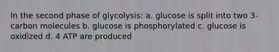 In the second phase of glycolysis: a. glucose is split into two 3-carbon molecules b. glucose is phosphorylated c. glucose is oxidized d. 4 ATP are produced