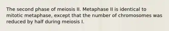 The second phase of meiosis II. Metaphase II is identical to mitotic metaphase, except that the number of chromosomes was reduced by half during meiosis I.