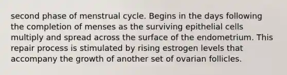 second phase of menstrual cycle. Begins in the days following the completion of menses as the surviving epithelial cells multiply and spread across the surface of the endometrium. This repair process is stimulated by rising estrogen levels that accompany the growth of another set of ovarian follicles.