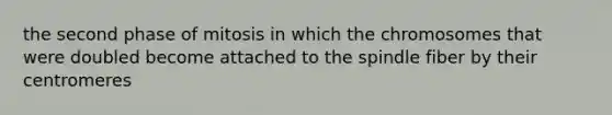 the second phase of mitosis in which the chromosomes that were doubled become attached to the spindle fiber by their centromeres