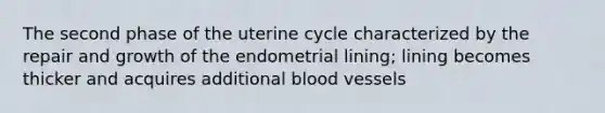 The second phase of the uterine cycle characterized by the repair and growth of the endometrial lining; lining becomes thicker and acquires additional <a href='https://www.questionai.com/knowledge/kZJ3mNKN7P-blood-vessels' class='anchor-knowledge'>blood vessels</a>