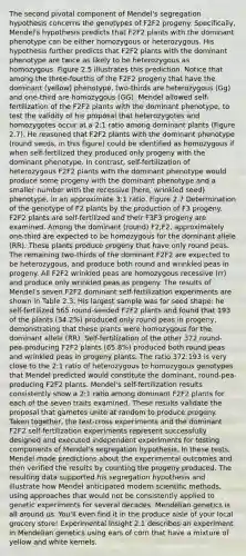 The second pivotal component of Mendel's segregation hypothesis concerns the genotypes of F2F2 progeny. Specifically, Mendel's hypothesis predicts that F2F2 plants with the dominant phenotype can be either homozygous or heterozygous. His hypothesis further predicts that F2F2 plants with the dominant phenotype are twice as likely to be heterozygous as homozygous. Figure 2.5 illustrates this prediction. Notice that among the three-fourths of the F2F2 progeny that have the dominant (yellow) phenotype, two-thirds are heterozygous (Gg) and one-third are homozygous (GG). Mendel allowed self-fertilization of the F2F2 plants with the dominant phenotype, to test the validity of his proposal that heterozygotes and homozygotes occur at a 2:1 ratio among dominant plants (Figure 2.7). He reasoned that F2F2 plants with the dominant phenotype (round seeds, in this figure) could be identified as homozygous if when self-fertilized they produced only progeny with the dominant phenotype. In contrast, self-fertilization of heterozygous F2F2 plants with the dominant phenotype would produce some progeny with the dominant phenotype and a smaller number with the recessive (here, wrinkled seed) phenotype, in an approximate 3:1 ratio. Figure 2.7 Determination of the genotype of F2 plants by the production of F3 progeny. F2F2 plants are self-fertilized and their F3F3 progeny are examined. Among the dominant (round) F2,F2, approximately one-third are expected to be homozygous for the dominant allele (RR). These plants produce progeny that have only round peas. The remaining two-thirds of the dominant F2F2 are expected to be heterozygous, and produce both round and wrinkled peas in progeny. All F2F2 wrinkled peas are homozygous recessive (rr) and produce only wrinkled peas as progeny. The results of Mendel's seven F2F2 dominant self-fertilization experiments are shown in Table 2.3. His largest sample was for seed shape: he self-fertilized 565 round-seeded F2F2 plants and found that 193 of the plants (34.2%) produced only round peas in progeny, demonstrating that these plants were homozygous for the dominant allele (RR). Self-fertilization of the other 372 round-pea-producing F2F2 plants (65.8%) produced both round peas and wrinkled peas in progeny plants. The ratio 372:193 is very close to the 2:1 ratio of heterozygous to homozygous genotypes that Mendel predicted would constitute the dominant, round-pea-producing F2F2 plants. Mendel's self-fertilization results consistently show a 2:1 ratio among dominant F2F2 plants for each of the seven traits examined. These results validate the proposal that gametes unite at random to produce progeny. Taken together, the test-cross experiments and the dominant F2F2 self-fertilization experiments represent successfully designed and executed independent experiments for testing components of Mendel's segregation hypothesis. In these tests, Mendel made predictions about the experimental outcomes and then verified the results by counting the progeny produced. The resulting data supported his segregation hypothesis and illustrate how Mendel anticipated modern scientific methods, using approaches that would not be consistently applied to genetic experiments for several decades. Mendelian genetics is all around us. You'll even find it in the produce aisle of your local grocery store! Experimental Insight 2.1 describes an experiment in Mendelian genetics using ears of corn that have a mixture of yellow and white kernels.