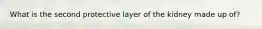 What is the second protective layer of the kidney made up of?