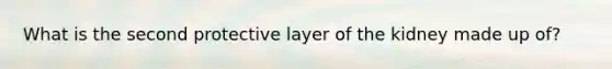 What is the second protective layer of the kidney made up of?