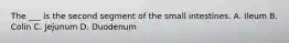 The ___ is the second segment of the small intestines. A. Ileum B. Colin C. Jejunum D. Duodenum