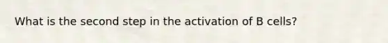 What is the second step in the activation of B cells?