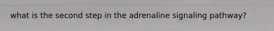 what is the second step in the adrenaline signaling pathway?