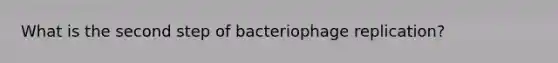 What is the second step of bacteriophage replication?