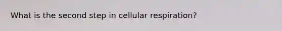 What is the second step in <a href='https://www.questionai.com/knowledge/k1IqNYBAJw-cellular-respiration' class='anchor-knowledge'>cellular respiration</a>?