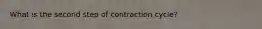 What is the second step of contraction cycle?