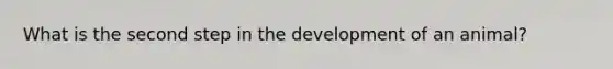 What is the second step in the development of an animal?