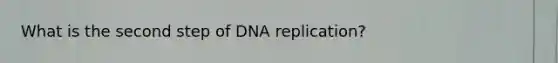 What is the second step of DNA replication?