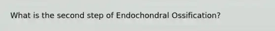 What is the second step of Endochondral Ossification?