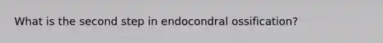 What is the second step in endocondral ossification?