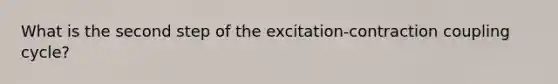 What is the second step of the excitation-contraction coupling cycle?