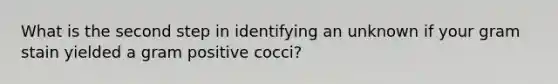 What is the second step in identifying an unknown if your gram stain yielded a gram positive cocci?