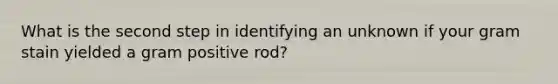 What is the second step in identifying an unknown if your gram stain yielded a gram positive rod?