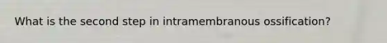 What is the second step in intramembranous ossification?