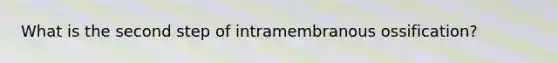 What is the second step of intramembranous ossification?