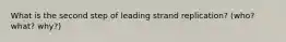 What is the second step of leading strand replication? (who? what? why?)