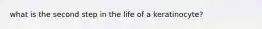 what is the second step in the life of a keratinocyte?