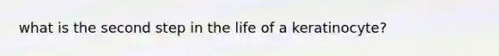 what is the second step in the life of a keratinocyte?