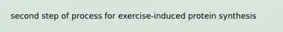 second step of process for exercise-induced protein synthesis