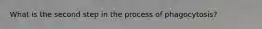 What is the second step in the process of phagocytosis?
