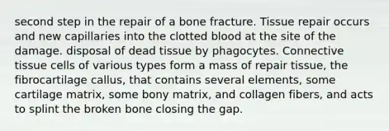 second step in the repair of a bone fracture. Tissue repair occurs and new capillaries into the clotted blood at the site of the damage. disposal of dead tissue by phagocytes. <a href='https://www.questionai.com/knowledge/kYDr0DHyc8-connective-tissue' class='anchor-knowledge'>connective tissue</a> cells of various types form a mass of repair tissue, the fibrocartilage callus, that contains several elements, some cartilage matrix, some bony matrix, and collagen fibers, and acts to splint the broken bone closing the gap.