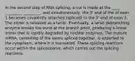 In the second step of RNA splicing, a cut is made at the ____ _________ _________, and simultaneously, the 3' end of the of exon 1 becomes covalently attached (spliced) to the 5' end of exon 2. The intron is released as a lariat. Eventually, a lariat debranching enzyme breaks the bond at the branch point, producing a linear intron that is rapidly degraded by nuclear enzymes. The mature mRNA, consisting of the exons spliced together, is exported to the cytoplasm, where it is translated. These splicing reactions occur within the spliceosome, which carries out the splicing reactions.